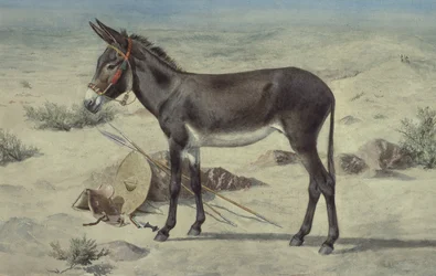 Studier av djur (S.Ex.3-1885)